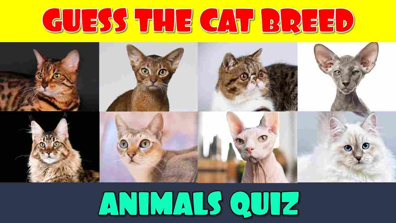 Cat Breeds Quiz - The Quiz Channel - Online Trivia Quiz Games
